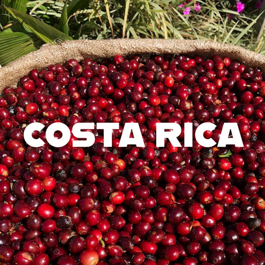 Green Coffee, Costa Rica La Minita Estate El Conquistador, 1 lb