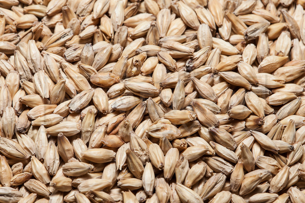 6 Row/Distillers Malt, Great Western, 1 ounce