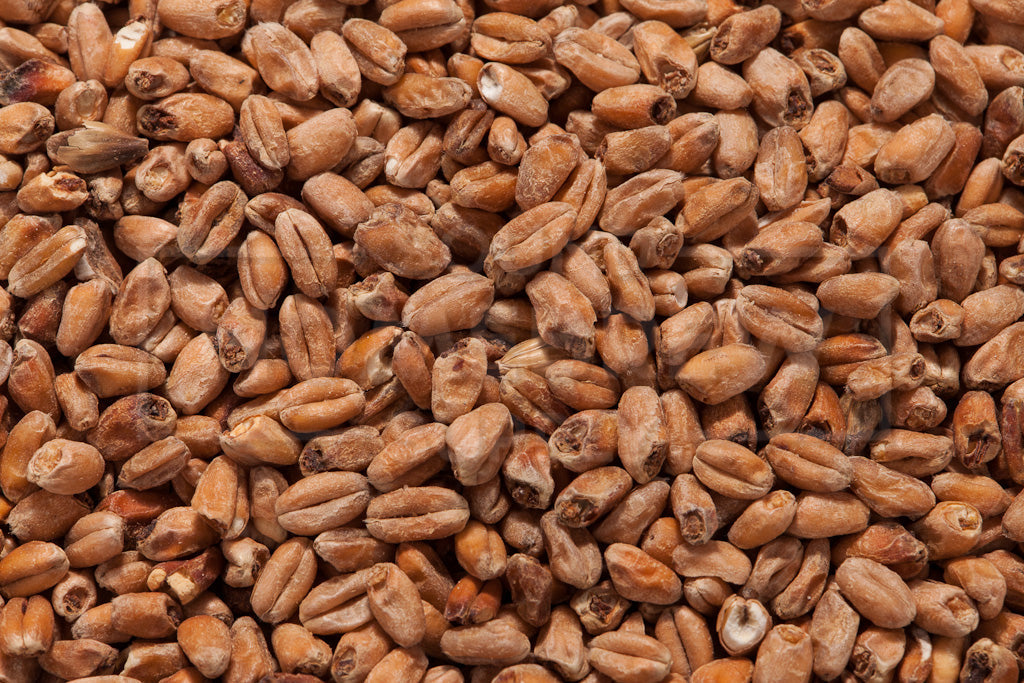 Dark Wheat, Bestmalz, 1 ounce