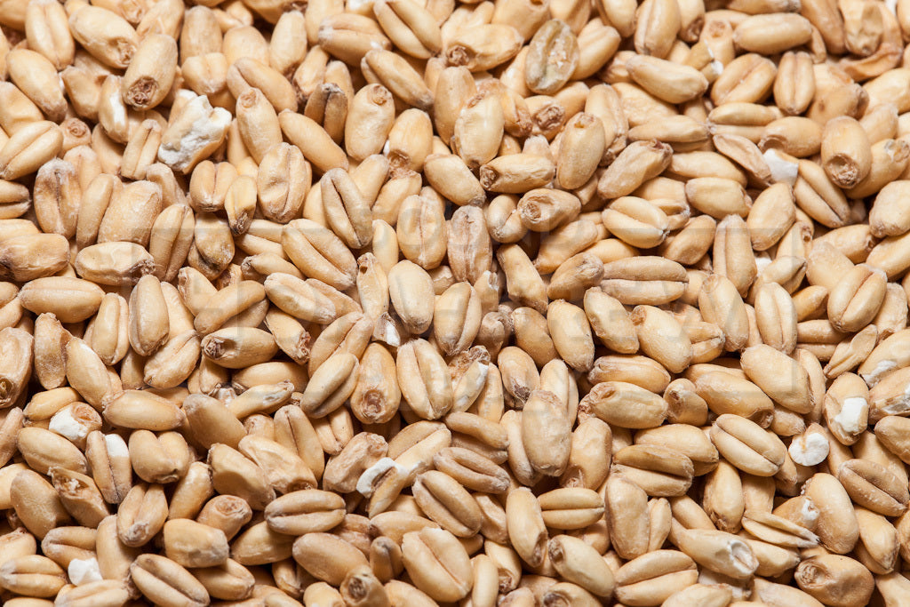 White Wheat Malt, Great Western 55 lb Bag
