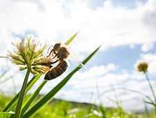 Honey, Raw White Clover 3lb